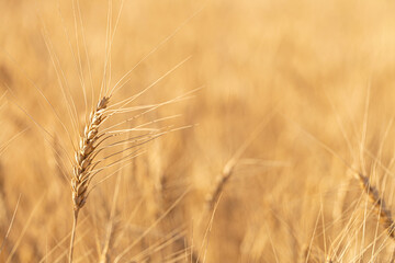 Fototapeta premium Wheat field on a sunny day. Grain farming, ears of wheat close-up. Agriculture, growing food products.