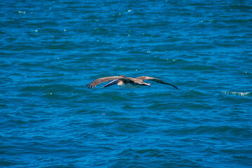 Obraz premium Brown Pelican flying along Puerto Penasco, Mexico