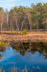 Autumn on a peat bog.