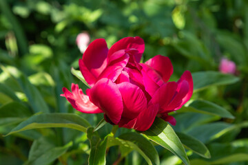 Beautiful peony pink flowers. close up