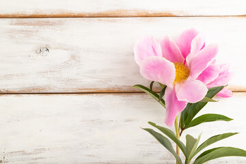 Beautiful peony pink flowers on white wooden, top view, copy space.