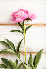 Beautiful peony pink flowers on white wooden, top view, copy space.