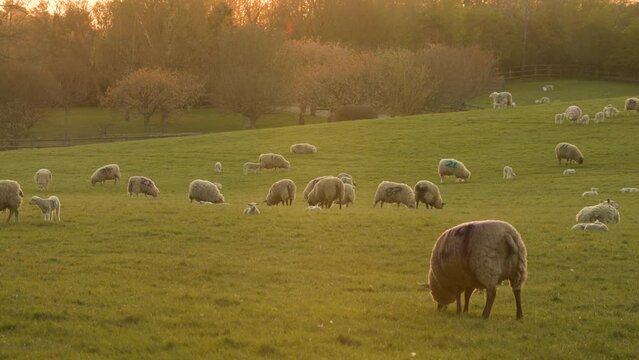 4K video clip sheep and baby lambs grazing in a field on a farm in golden sunshine at sunset or sunrise