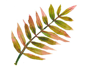 Watercolor leaf of a tree. Hand drawn  