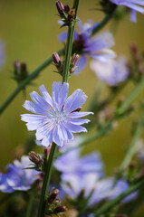 Chicory