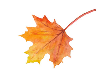 Watercolor leaf of a tree. Hand drawn  