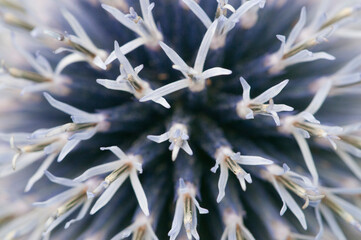 Flower head of great globe thistle, close up shot
