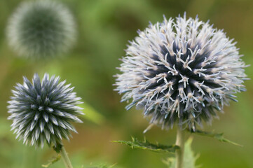 Flower head of great globe thistle