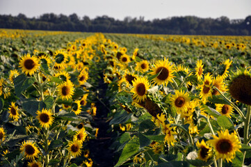 A field of bright yellow sunflowers in bloom