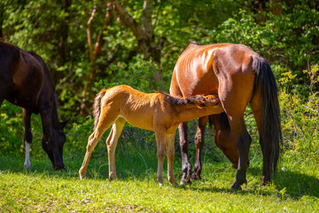Naklejka na ściany i meble A newborn foal sucks milk from a mother horse. A herd of horses graze in the meadow in summer and spring, the concept of cattle breeding, with space for text.
