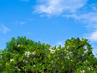 Fototapeta premium green leaves against blue sky