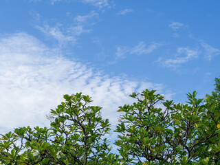 green leaves against blue sky