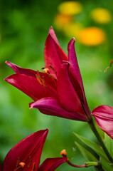 Pink lilies