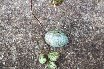 speckled egg lying on concrete