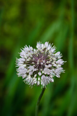 Garlic Flower
