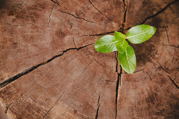 Closeup tree new life growth ring. Strong green plant leaf growing on old wood stump. Hope for a...