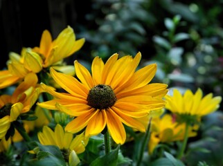 yellow flowers of rudbekia plant in the garden