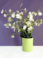 bouquet of white Silene alba wild flowers on lila background  in green ceremic  vase