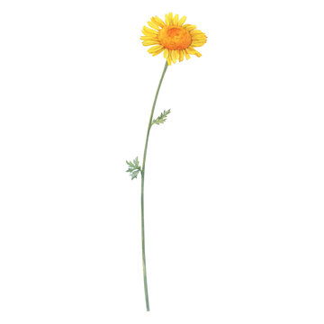 Summer field golden dyer's chamomile flower (yellow cota, Paris daisy, Anthemis tinctoria). Watercolor hand drawn painting illustration, isolated on white background.