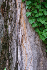 Lierre et &eacute;corce