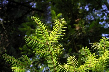 twig of abies alba coniferous tree with green needles close up