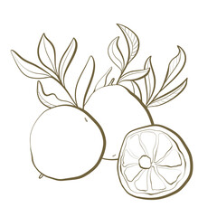 outline line sketch botany plant edible fruit african cherry orange closeup fruits and leaf branches packaging design elements