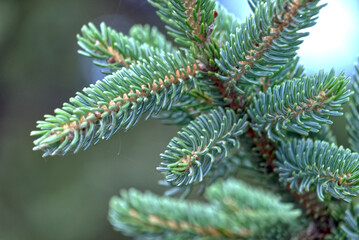 針葉樹　アップの様子