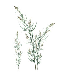 Sprout with buds and leaves of artemisia - obrazy, fototapety, plakaty