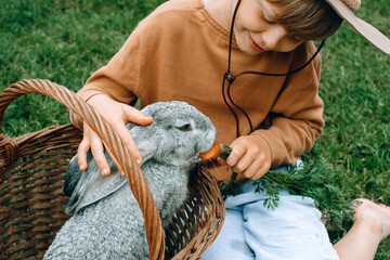 A gray rabbit eating a carrot, looking out of the basket. The child feeding the animal while sitting on the grass. outdoor