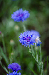 Cornflowers