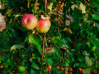 apples on a branch