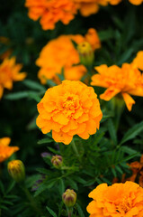 marigolds
