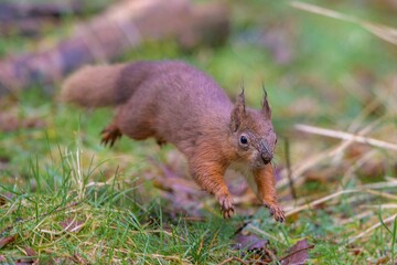 Closeup of a cute red squirrel running in the forest © Tapiopix/Wirestock Creators
