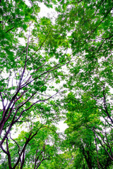 Fototapeta na wymiar spring Green Leaves on top of frame for backdrop.