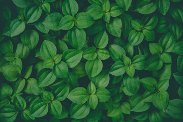 Little Green leaves background for design art work or add text message. Natural pattern plant leaf fresh for backdrop.