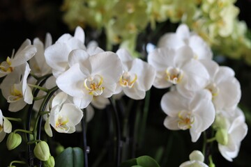 Beautiful white orchid on green background. Close up.