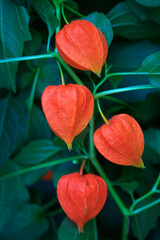 Orange autumn flowers in summer garden
