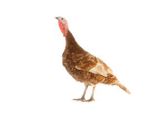 brown female turkey isolated on white background