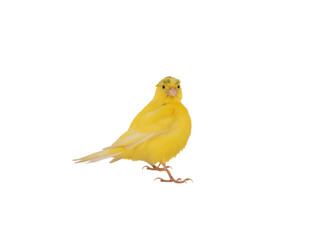 yellow canary isolated on white background. Studio