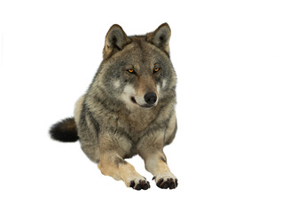 gray wolf lie up on the snow on a white background