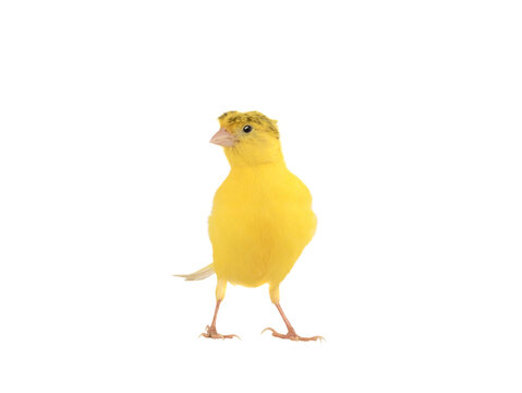 Yellow Canary Isolated On White Background. Studio