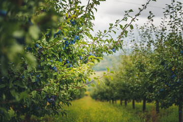 Fototapeta premium Beautiful summer agricultural landscape, gardens with ripe plums before the harvest
