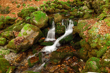 El hayedo en invierno