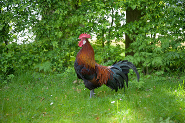 Proud rooster with striking plumage and flowing tail