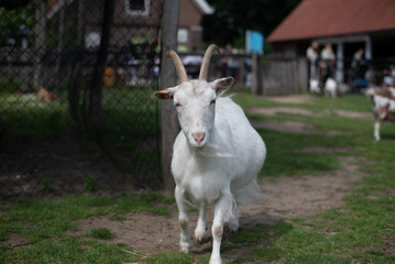 white goat on the farm