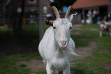 white goat on the farm