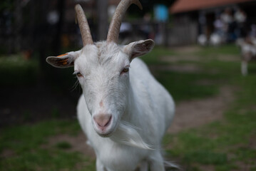 white goat on the farm