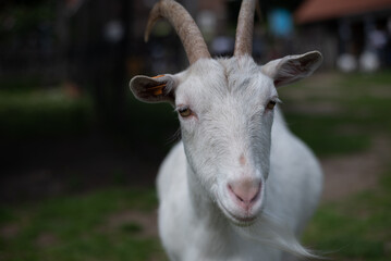 white goat on the farm
