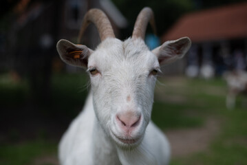 white goat on the farm