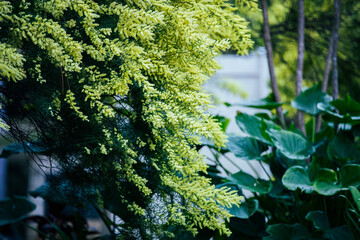 Fototapeta premium tree in the forest